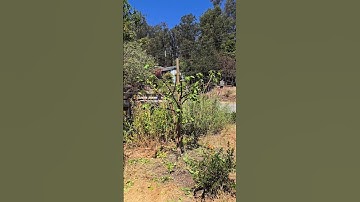 SIZE CONTROL PRUNING AN APRICOT TREE 🌿🍑 PODA de CONTROL de TAMAÑO de un ALBARICOQUERO