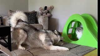 Giant Husky Goes Crazy Chasing Cat And Destroys The House!