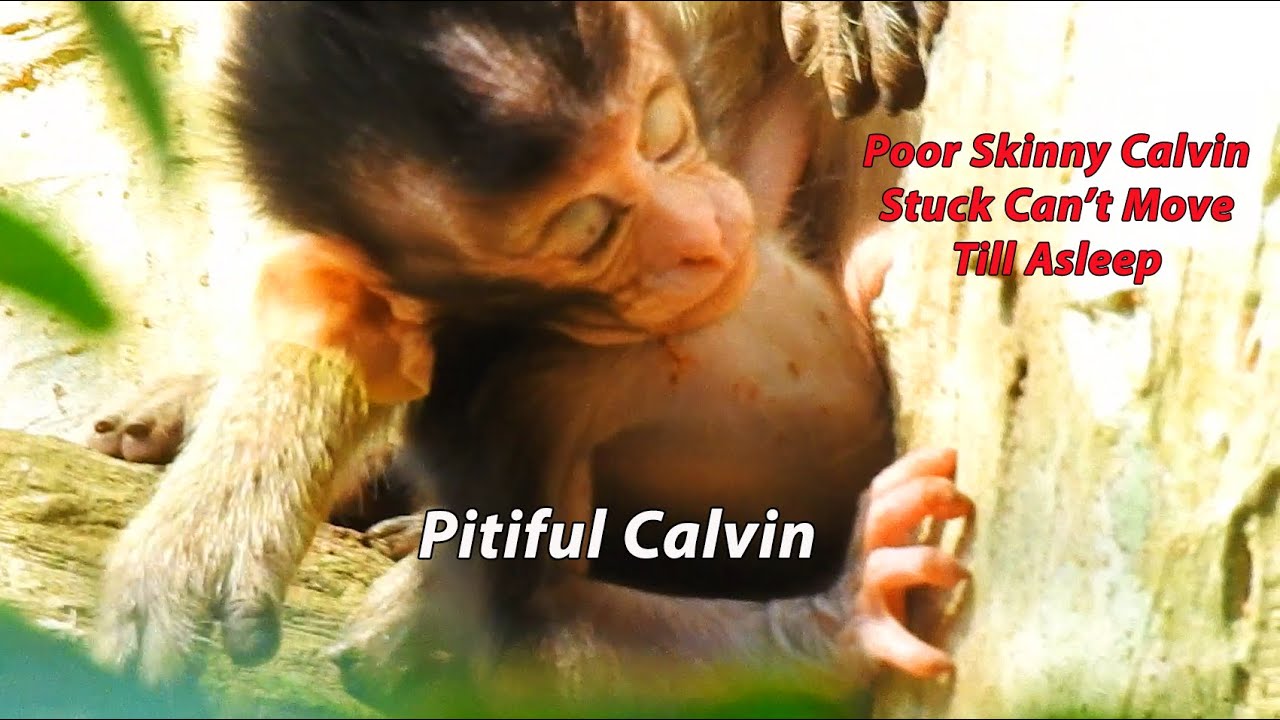 Feel Pitiful Poor Abandon Calvin Stuck Can't Move Till Asleep | Calvin No Milk No Power