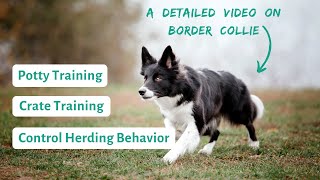 How to Train a Border Collie  (Potty & Crate Training, Controlling Herding instinct)