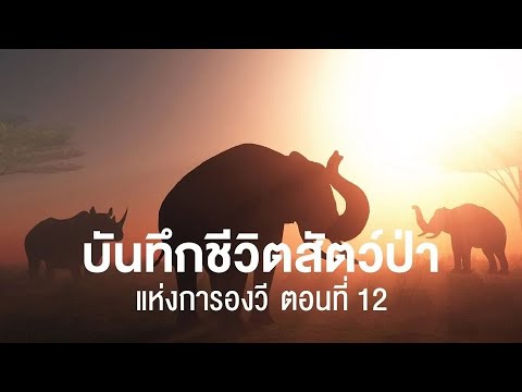 สารคดี สำรวจโลก บันทึกชีวิตสัตว์ป่าแห่งการองวี ตอนที่ 12