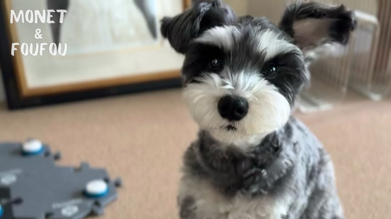 A talking dog says these precious words to his tired mother #aic