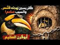 طائر يسجن زوجته لأشهر والسبب صادم أبو قرن العظيم طائر يسجن زوجته لأشهر والسبب صادم أبو قرن العظيم