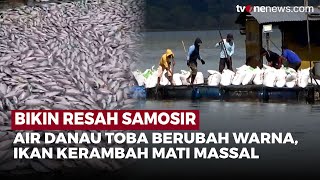 Warna Air Danau Toba Berubah Drastis Puluhan Ton Ikan Kerambah Mati Mendadak Onenews Update