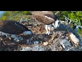 Moorings park osprey live stream naples fl  now in 4k