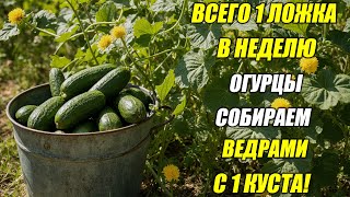 Подкормка огурцов — всего 1 ложка в неделю, и урожай каждый день!