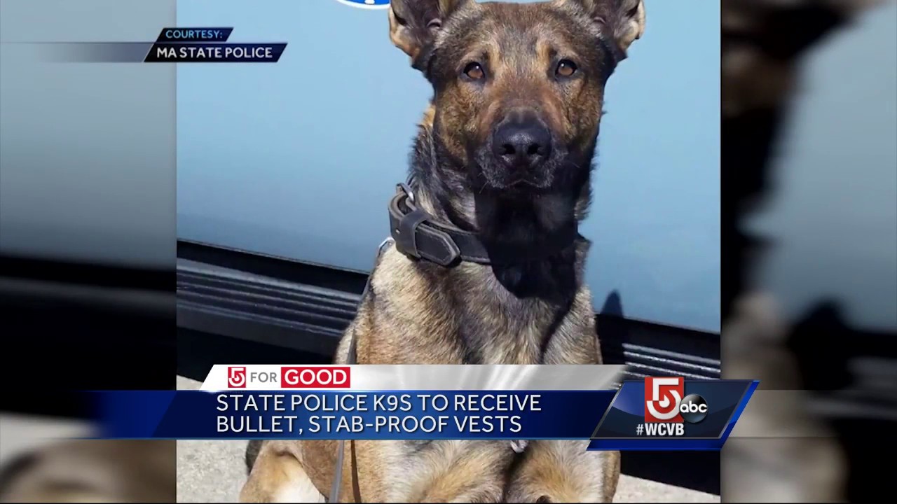 New protection for Massachusetts police K-9's - YouTube