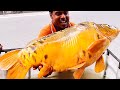 Biggest ever i seen giant  carp fish cutting live in fish market  fish cutting skills