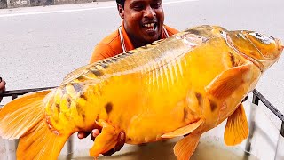 Biggest Ever I Seen Giant Carp Fish Cutting Live In Fish Market Fish Cutting Skills