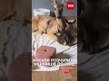 Поранена косуля ПЕРЕПЛИВЛА ДНІПРО й народила ЗДОРОВЕ МАЛЯ!