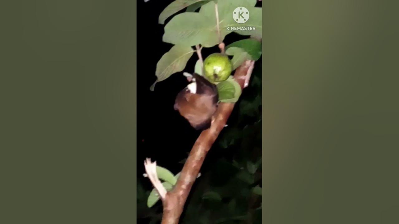 view-of-a-bat-eating-guava-at-night-on-a-guava-tree-tree-dat-shorts