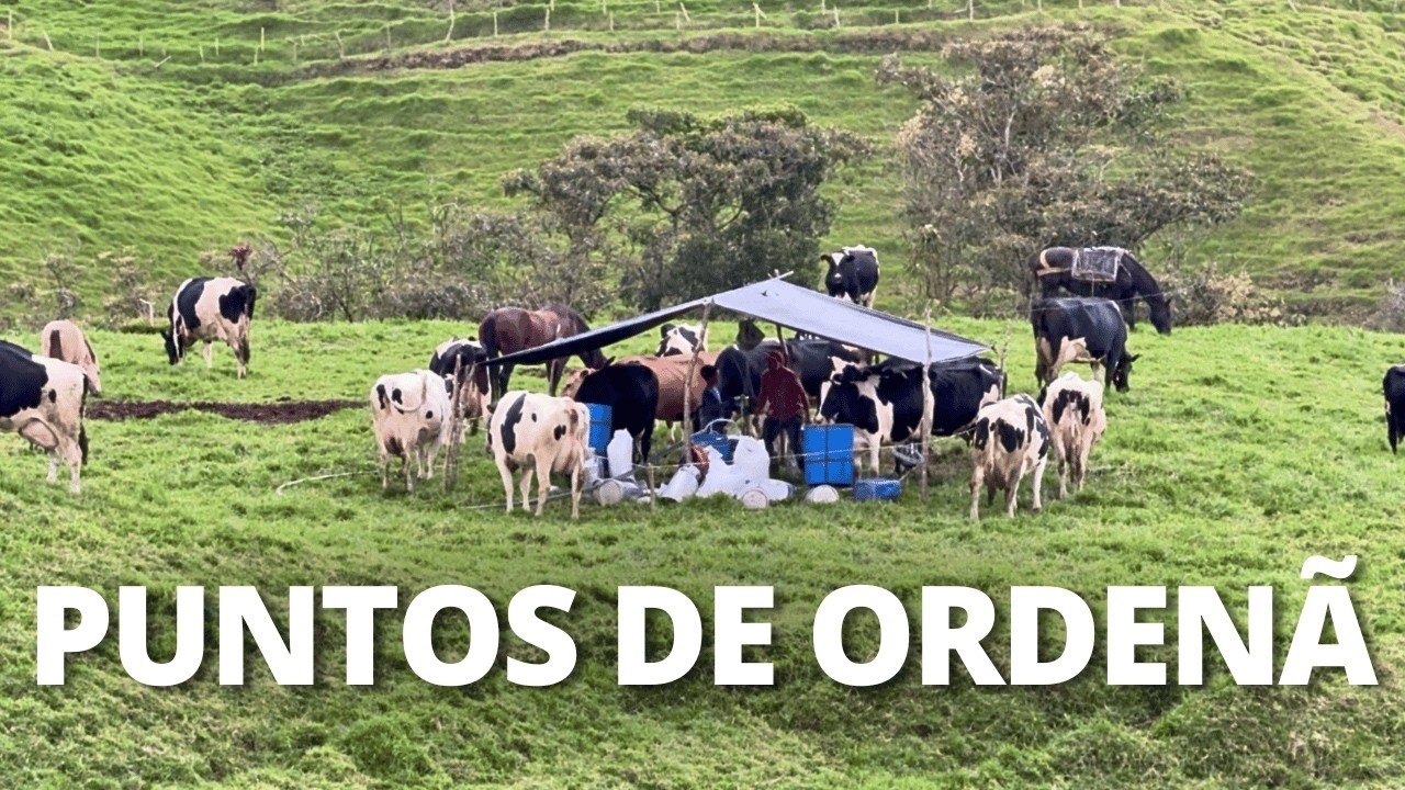 ALTA RENTABILIDAD CON 32 VACAS EN PASTOREO - FINCA ISRAEL, COLOMBIA 🇨🇴