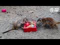 Пасхальные кормления в Новосибирском Зоопарке имени Р.А. Шило