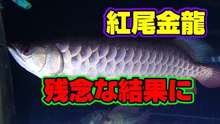 水槽部屋】アジアアロワナ、紅尾金龍、残念な結果になってしまいました