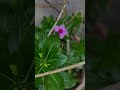 #cute #nature #little