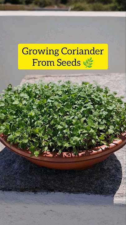 Growing Coriander From Seeds🌱 #terracegarden #shorts #youtubeshorts