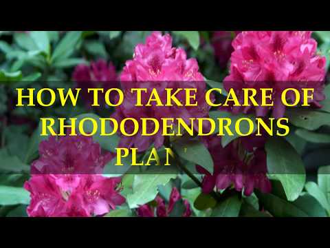 Video: Kaukasisk Rhododendron (19 Bilder): Drag Av Bergsododendron. När Blommar Det? Planterings- Och Skötselregler
