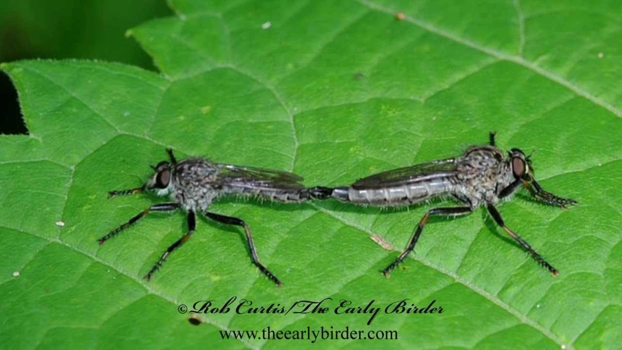 ROBBER FLY mating pair,  Efferia albibarbis, SAND HAMMERTAIL