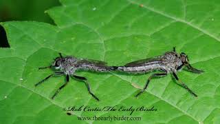ROBBER FLY mating pair,  Efferia albibarbis, SAND HAMMERTAIL