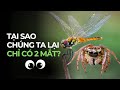 TẠI SAO CHÚNG TA LẠI CHỈ CÓ 2 MẮT?