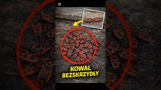 Tramwajarz czyli Kowal bezskrzydły #animal #insect #insects #bug #tramwajarze #assasinbug