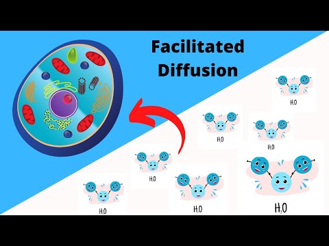 ভিডিও: কোষের ঝিল্লিতে পানিকে কী আকর্ষণ করে?