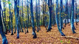 Doğa ,Huzur ,Eşşiz Sonbahar Manzarası Ve Piyano Müziği Eşliğinde