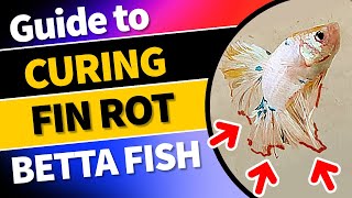 Rescuing Your Betta: A Comprehensive Guide to Curing Fin Rot #bettacare #aquarium #aquariumfish