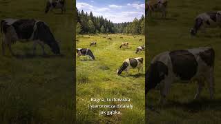 Skąd niskie poziomy rzek w Polsce