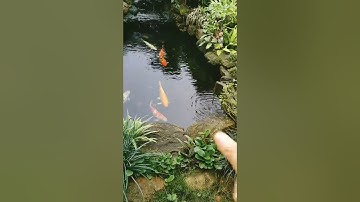 hệ thống hồ  koi theo pptn