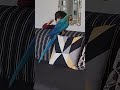 BLUE AND GOLD MACAW A CHILD PLAYING WITH MACAW BY ZUBAIR SAHIB mp3