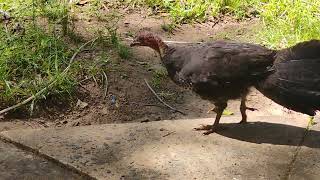 Lizard And Turkey Dine Together