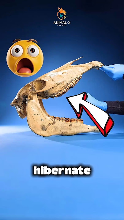 Top 3 Animals That Never Hibernate 😱 #facts #animals #wildlife #animalfacts