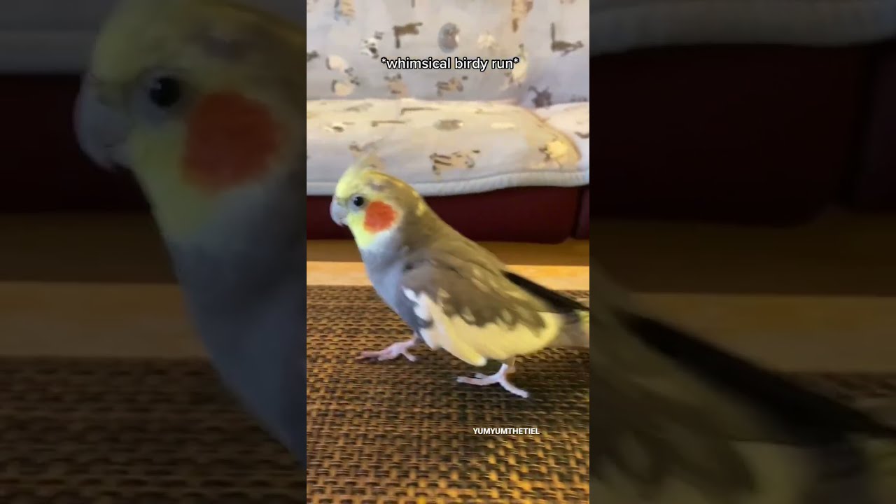 Little Cockatiel Sings His Song And Whimsically Runs Away Yumyumthetiel Bird Parrot