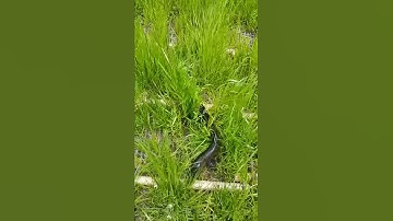 Câu lục cá lóc ở hàn quốc