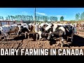 Shuffling Cattle, Parlour Issues, and Manure!