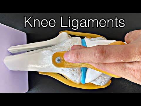 Basic anatomy of knee joint (English)