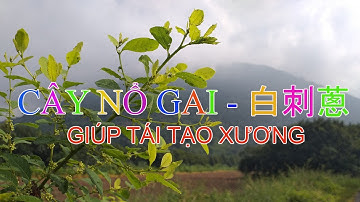 CÂY NỔ GAI - 白刺蔥 - GIÚP TÁI TẠO XƯƠNG & CẢI THIỆN ĐAU THẮT LƯNG.