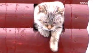 Cat House For Homeless Kitties by GOOD ALEX 360 views 4 years ago 55 seconds