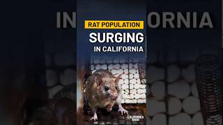Why Californias Rat Problem Keeps Growing
Rats are showing up in California homes, restaurants, grocery stores, and under the hoods of parked cars, where they can cause thousands of dollars in damage.
Pest-control professionals say the problem has become harder and more expensive to contain after the state restricted one of the tools they had used for years.
We sat down with industry leaders to ask what changed, who is paying the price, and whether the rules meant to protect wildlife are still working for the public
π© Email Us YOUR Story: Siyamak@californiainsider.com
π Read California News: https://californiainsider.com/
Views expressed in this video are the opinions of the host and guests and do not necessarily reflect the views of California Insider.
πΊπΈπΊπΈπΊπΈ Watch our Documentary Leaving California at https://leavingcamovie.com/
π‘ Sign up for our newsletter: https://californiainsider.com/email-signup-page
π Support us: https://donorbox.org/california-insider-2024-donation
β’ Facebook - https://www.facebook.com/CAInsiderShow/
β’ X (Twitter) - https://twitter.com/CA_Insider
β’ Instagram - https://www.instagram.com/california.insider/
#California #CaliforniaNews #CaliforniaInsider Why Californias Rat Problem Keeps Growing