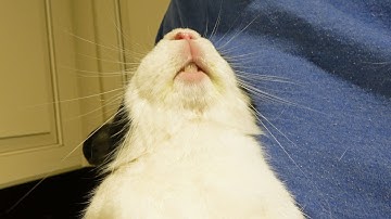 Picking up a rabbit that HATES being picked up