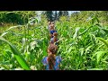 Picking Corn in Grandpa's Garden | Some Very Exciting News // The Lawrence Garden Farm