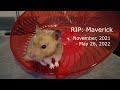 RIP: Maverick