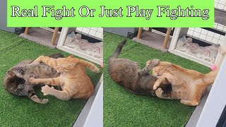 Is this a Real Fight Or Just Play Fighting? Bet You Can't Believe What You Witnessed by Cats Life PH 352 views 2 months ago 4 minutes, 41 seconds