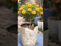How to marigold plant care and grow 🌿💐🪴 #plant #gardening #shorts