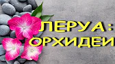 Орхидеи,узамба́рские фиалки,Самара🌺
