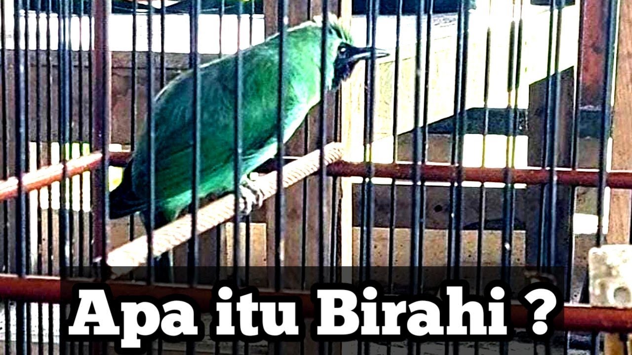 kontes burung