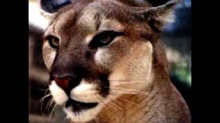 People Animal Look-A-Likes