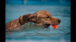 NADD Dock Diving Competition  Ocala, FL (March 2021)