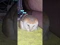 Day 90 of trying to be the most Followed owl on YouTube💖🦉#owl #billieeilish #sing #cute #pets